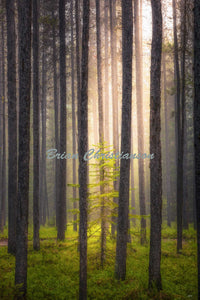 "Lone Tree" Gallery Wrap Metal Print in Black Frame Brian Christianson