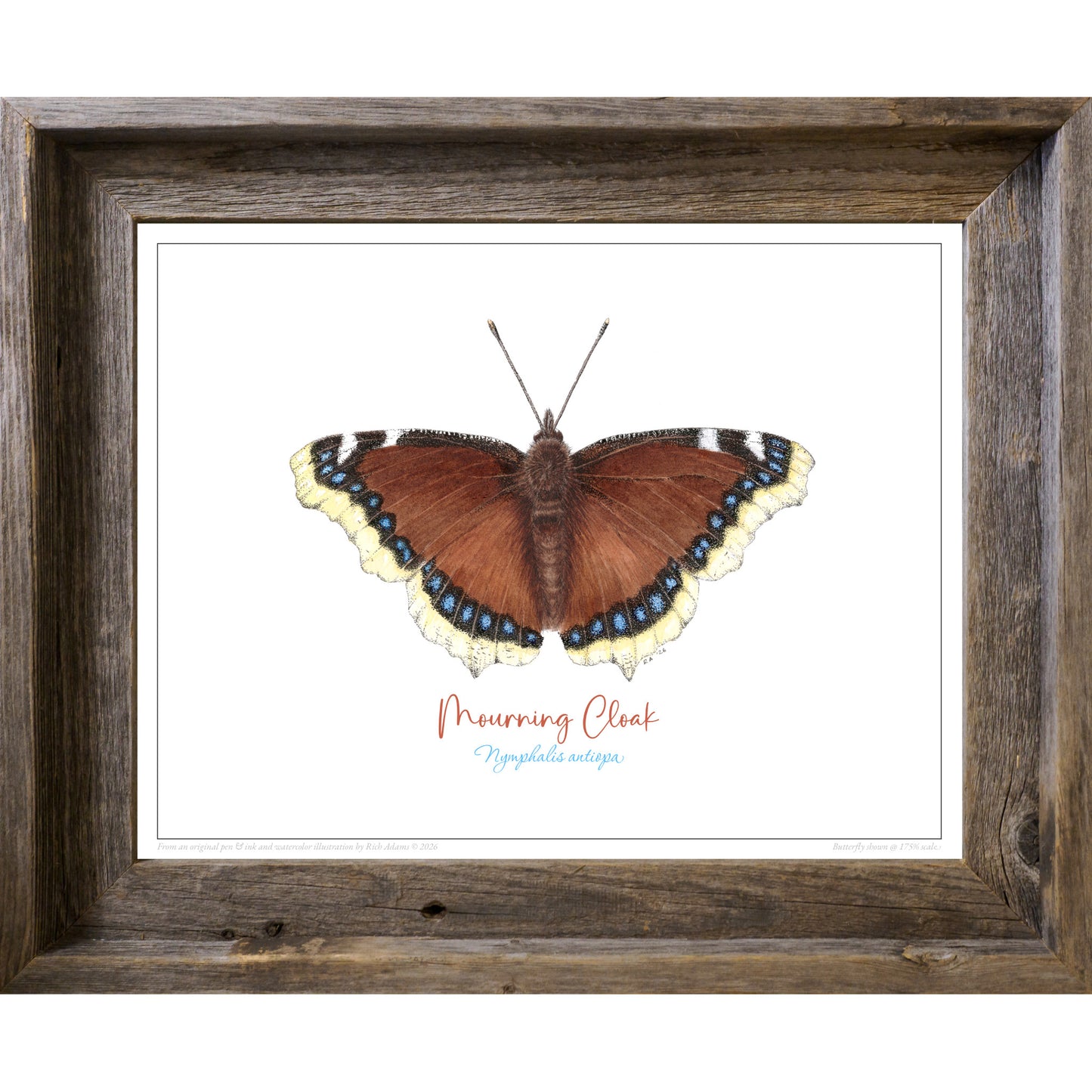 Mourning Cloak Butterfly print
