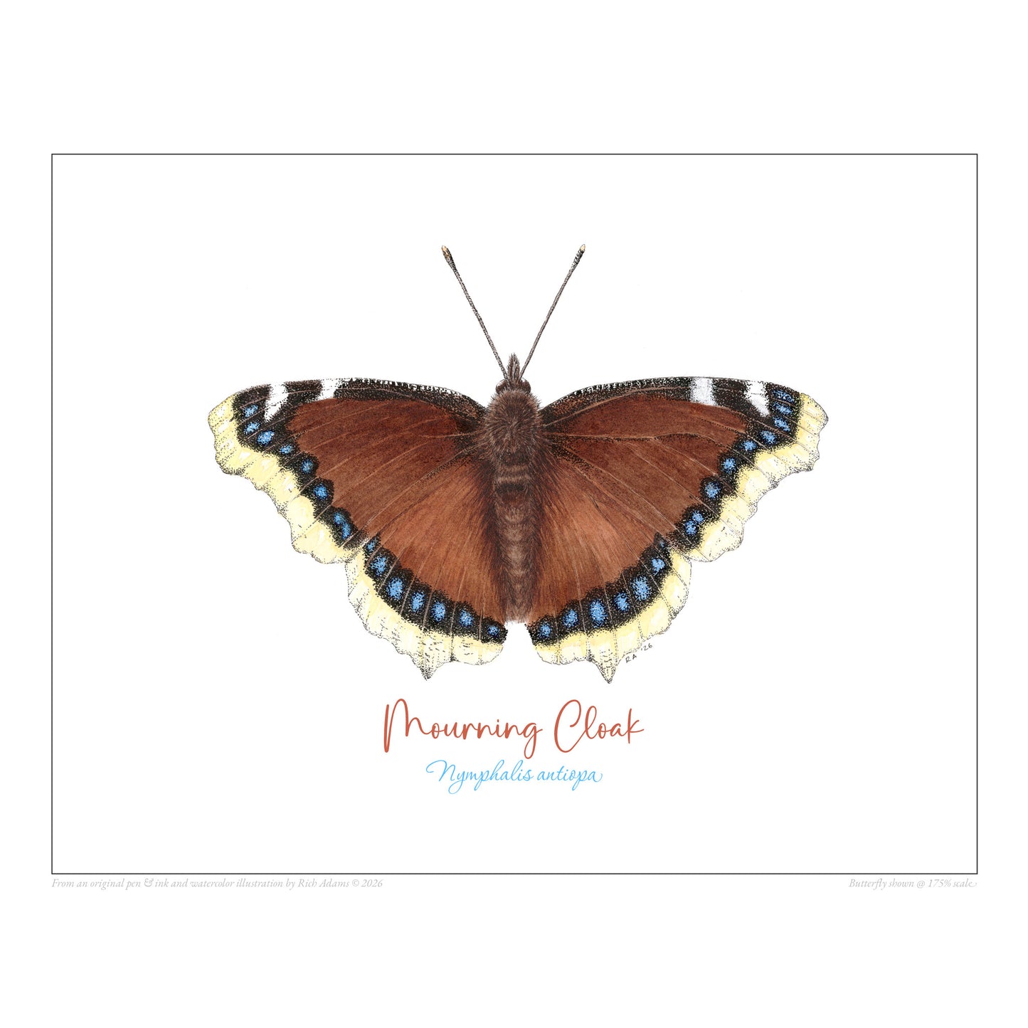 Mourning Cloak Butterfly print