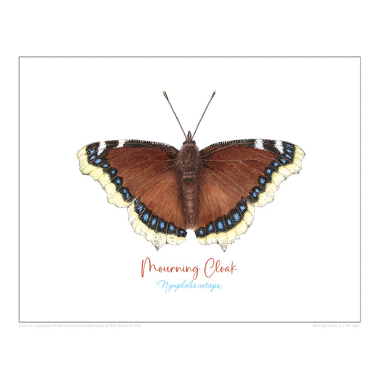 Mourning Cloak Butterfly print