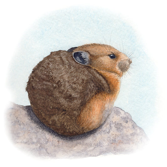 Pika
