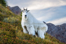 Load image into Gallery viewer, &quot;The Goat&quot; Gallery Wrap Metal Print Brian Christianson
