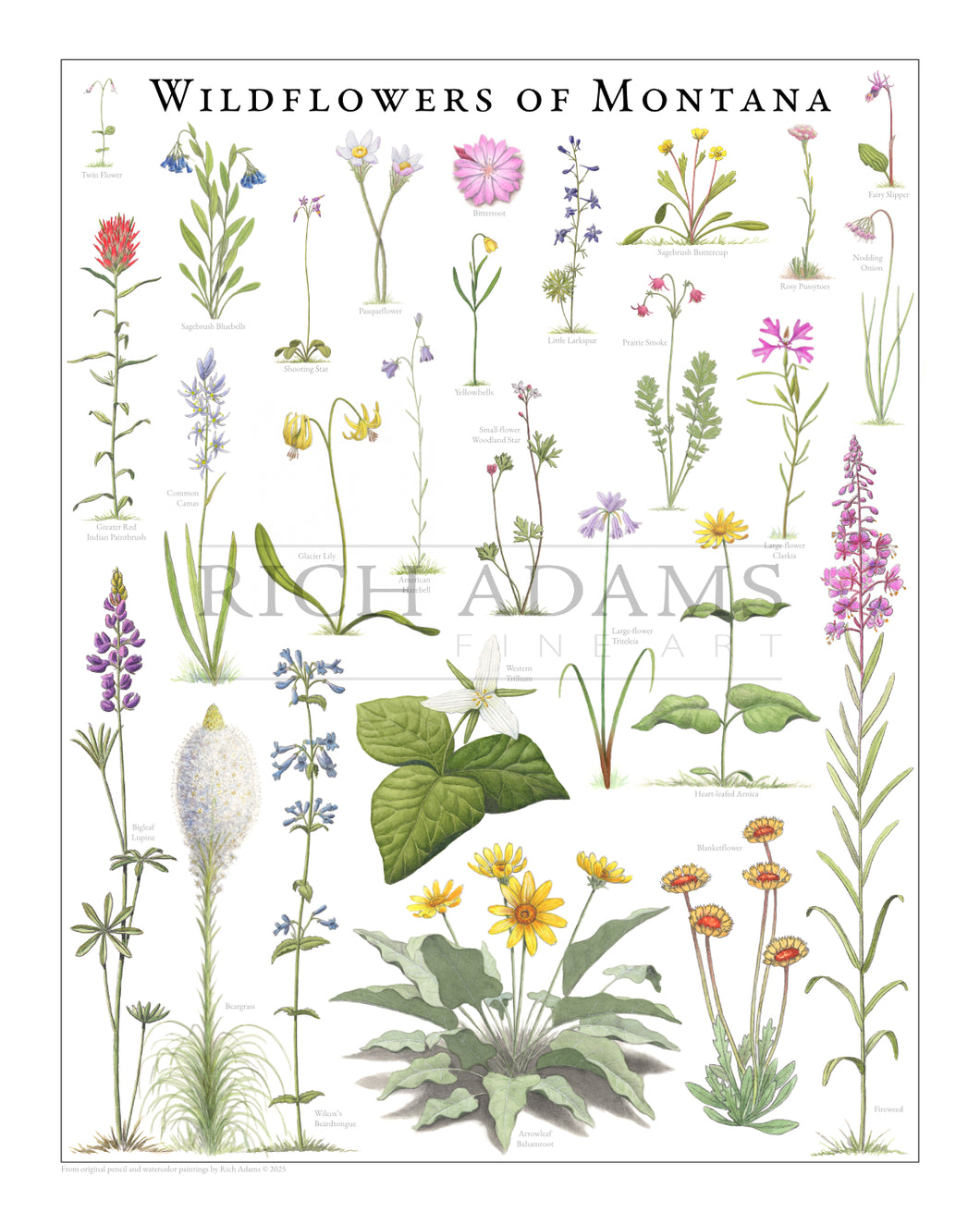 Wildflowers of Montana by Rich Adams