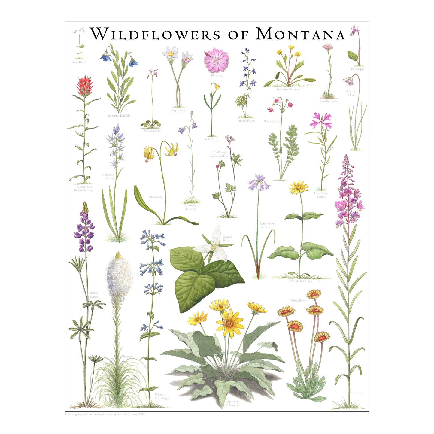 Wildflowers of Montana