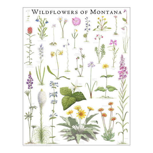 Wildflowers of Montana