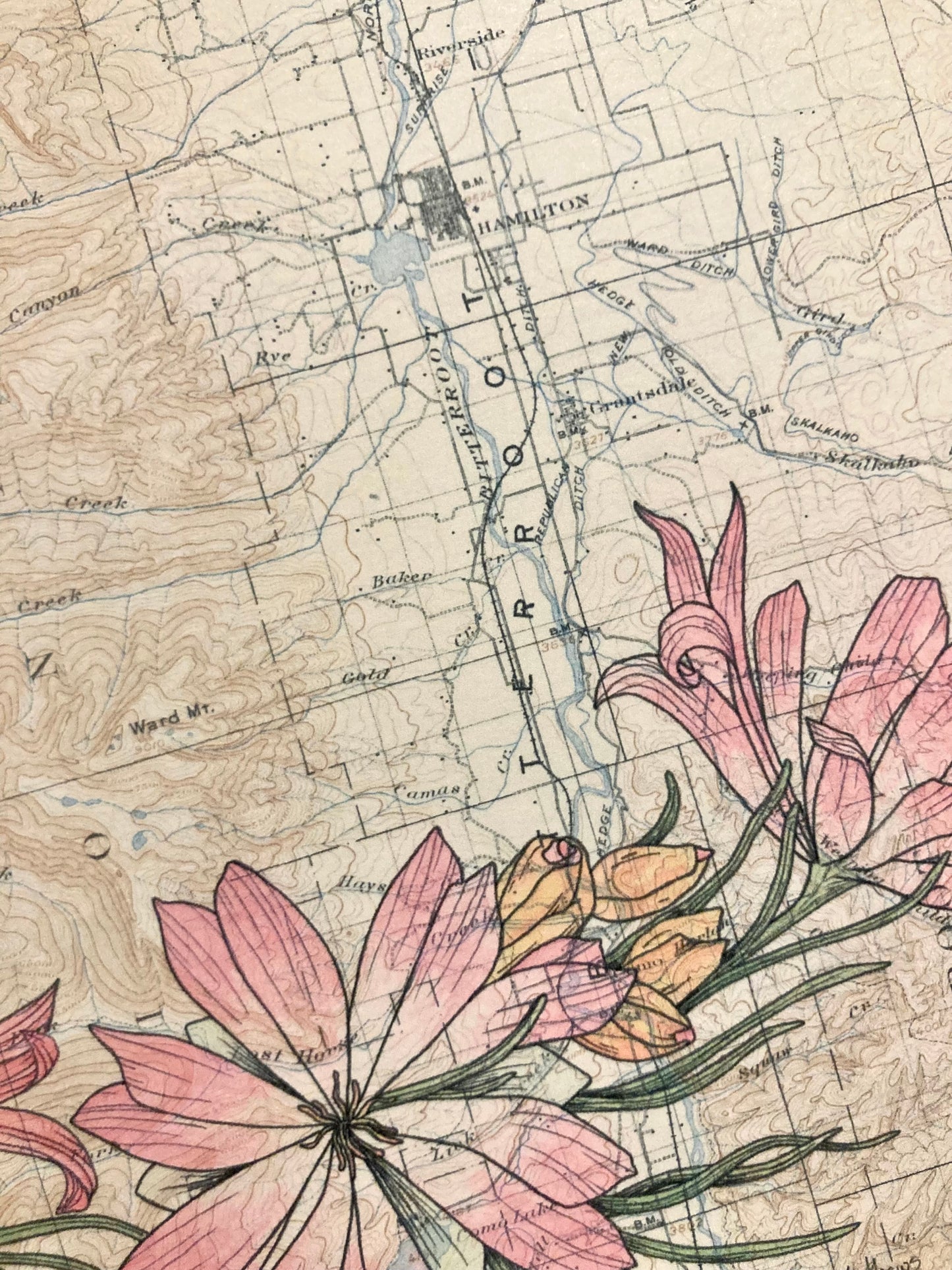 Bitterroot Flower and Bitterroot Valley print, Anita Mathews