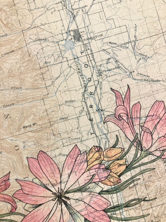 Bitterroot Flower and Bitterroot Valley print, Anita Mathews