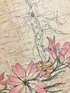 Bitterroot Flower and Bitterroot Valley print, Anita Mathews