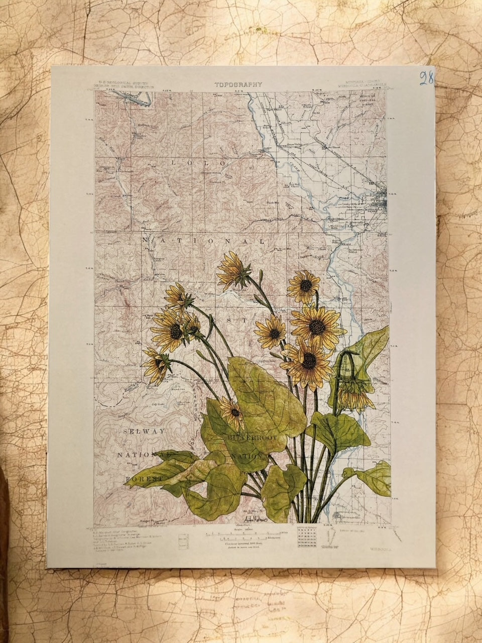 "Arrowleaf Balsamroots on Lolo National Forest Topo Map," Anita Mathews