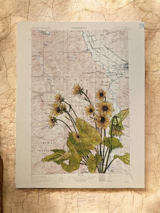 "Arrowleaf Balsamroots on Lolo National Forest Topo Map," Anita Mathews