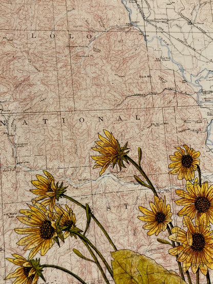"Arrowleaf Balsamroots on Lolo National Forest Topo Map," Anita Mathews