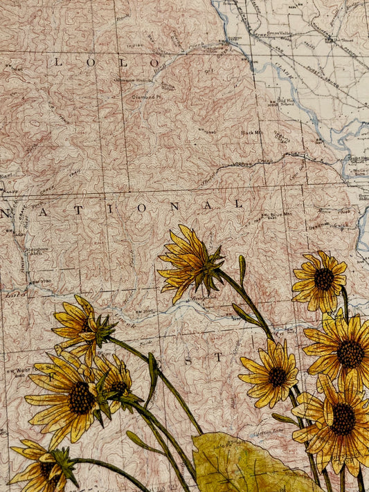 "Arrowleaf Balsamroots on Lolo National Forest Topo Map," Anita Mathews