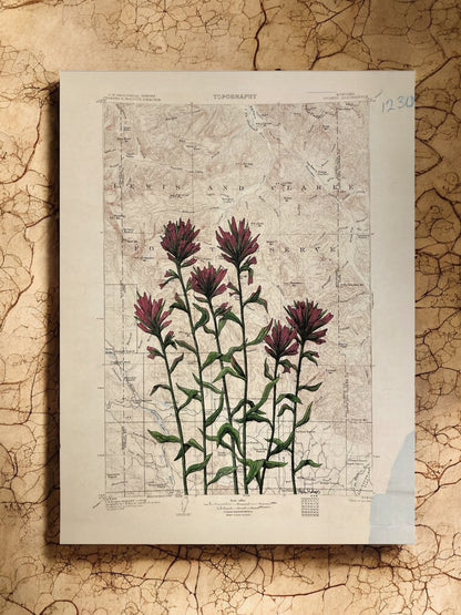 "Paintbrush in Ovando", Anita Mathews