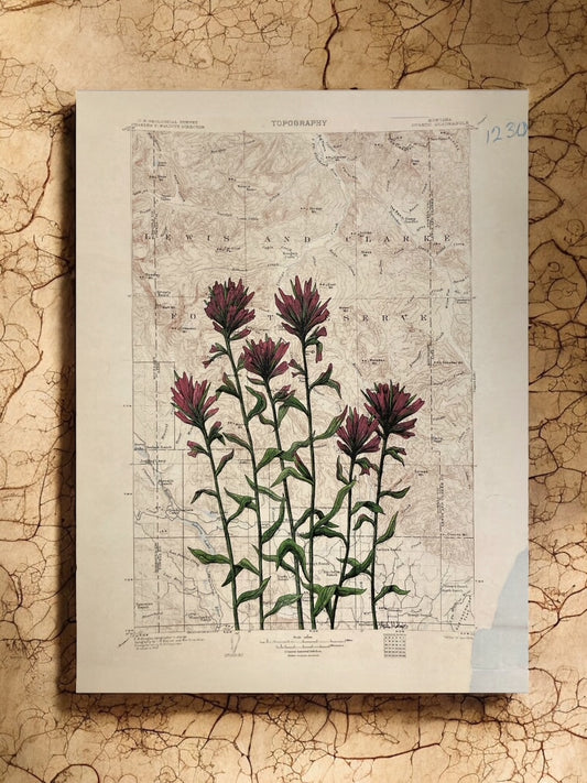 "Paintbrush in Ovando", Anita Mathews