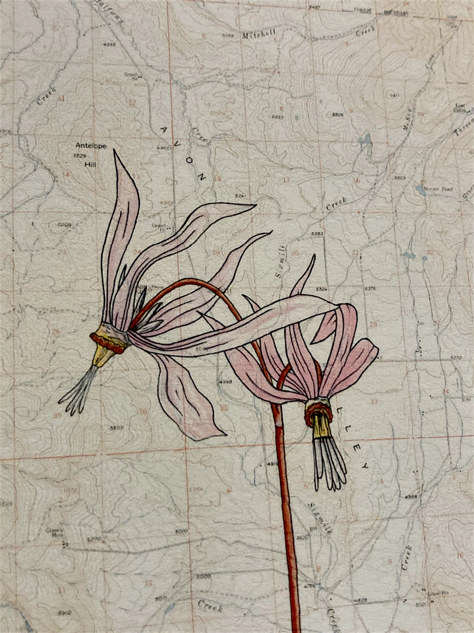 "Shooting Stars" on the Avon Topo Map by Anita Mathews