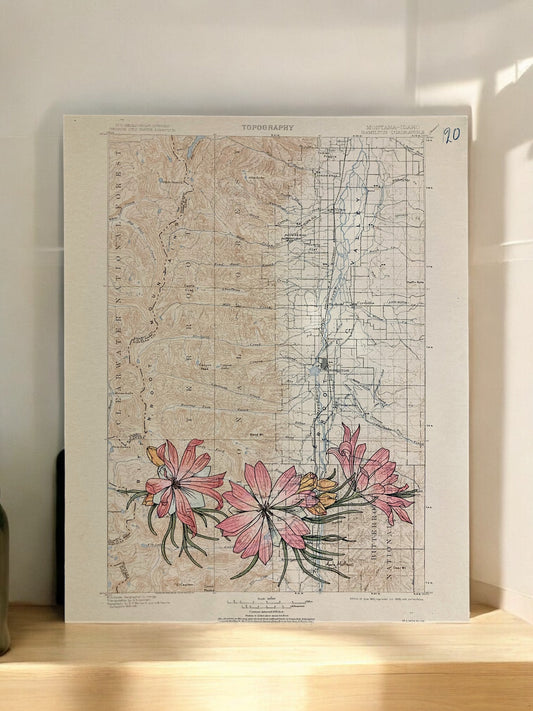 Bitterroot Flower and Bitterroot Valley print, Anita Mathews