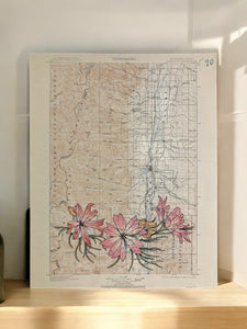 Bitterroot Flower and Bitterroot Valley print, Anita Mathews