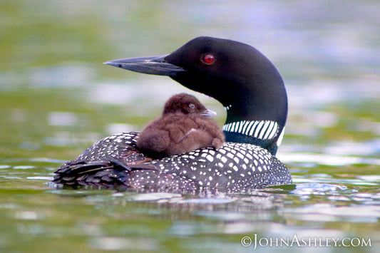 "Baby on Board"  John Ashley