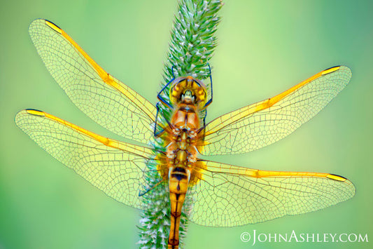 "Gossomer Wings"  John Ashley