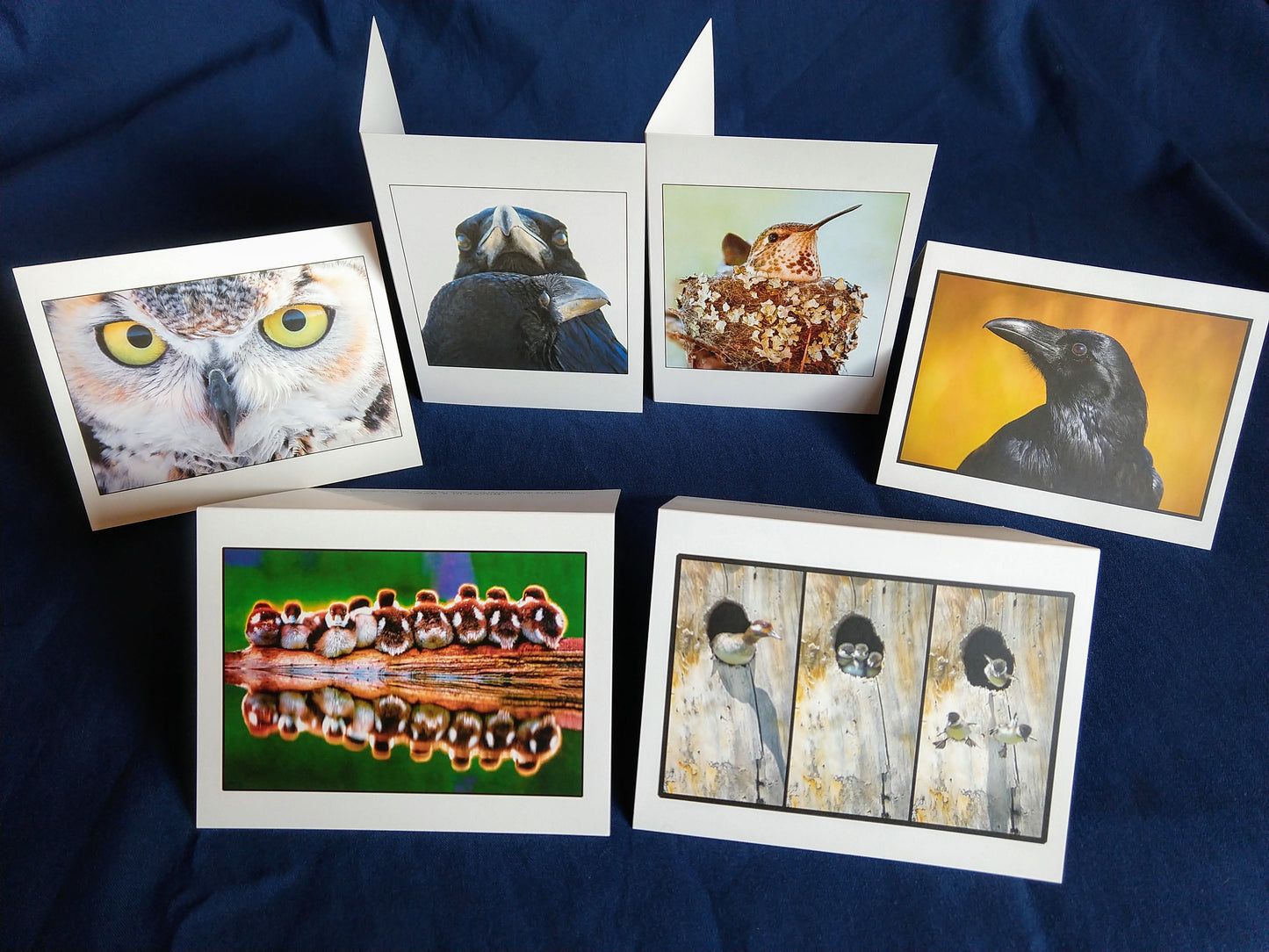 Bird Card Variety 6 for $15,  John Ashley Photography