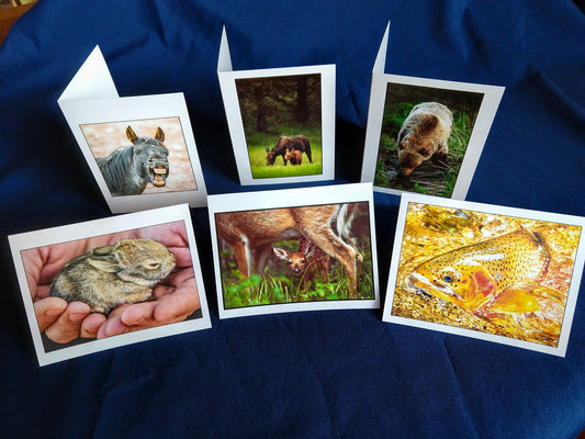 Wildlife Card Variety 6 for $15,  John Ashley Photography
