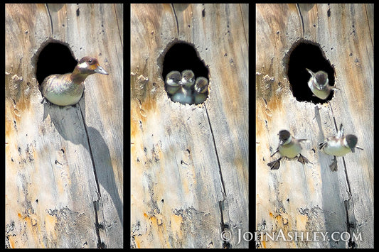 "Leap of Faith" John Ashley