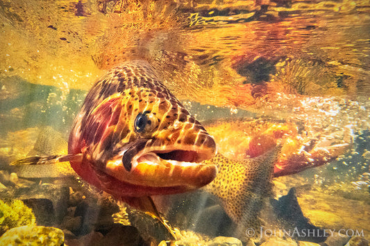 "Trout Tail Slap" John Ashley