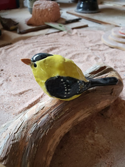 American Gold Finch