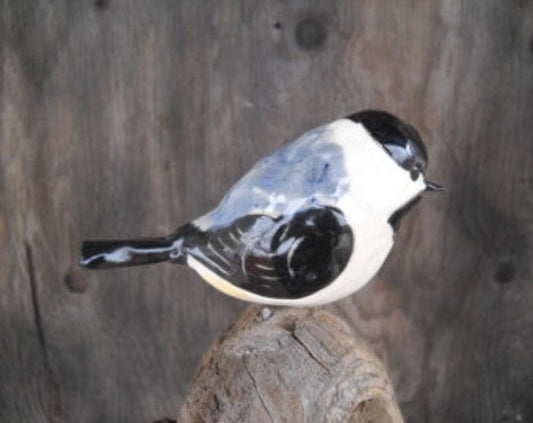 Black-capped Chickadee
