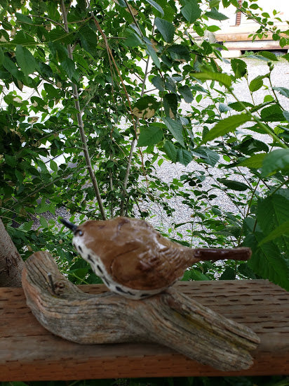The Hermit Thrush