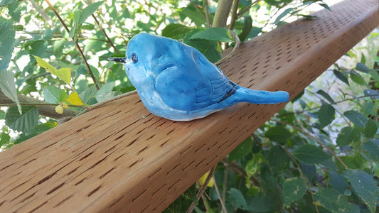 Mountain Bluebird